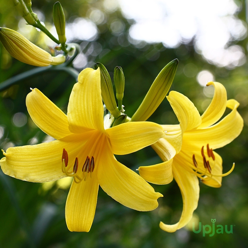 Yellow Daylily Bulbs