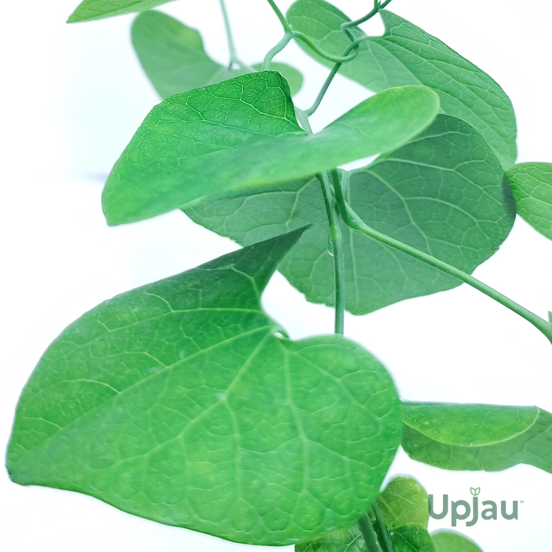 Aristolochia / Dutchman's Creeper - Rare Climber - Image 3