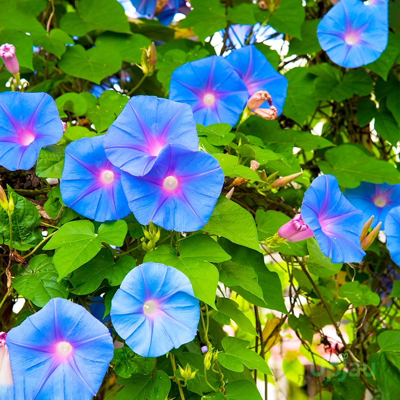 morning glory plant
