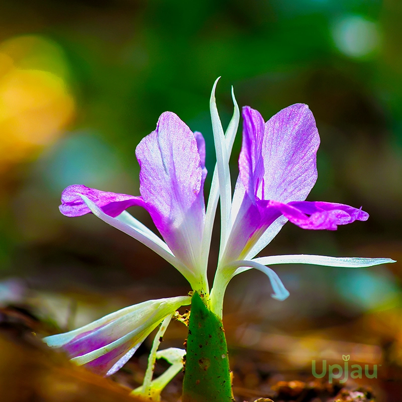 Kaempferia Bulb