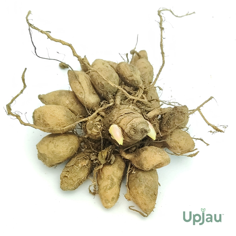 Kaempferia Bulb - Image 2