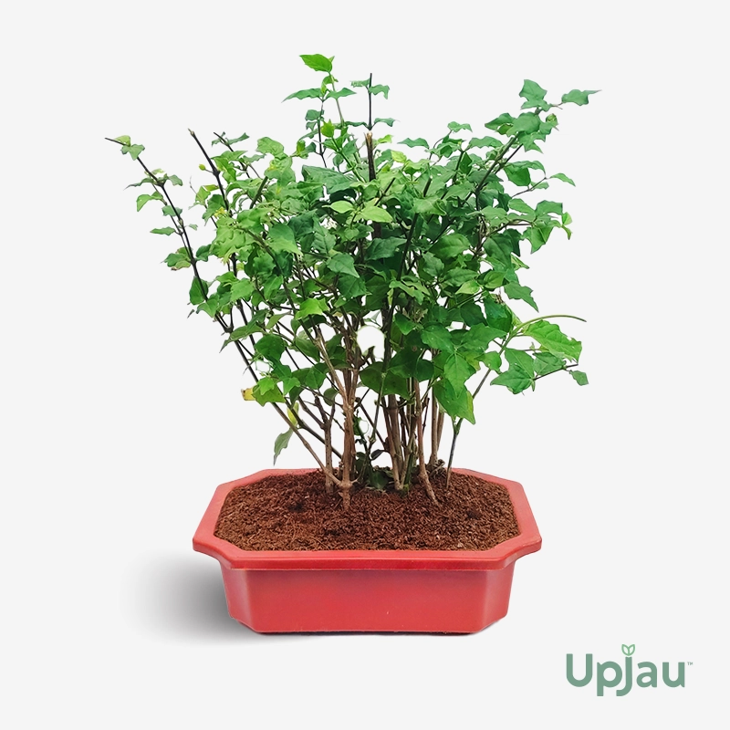 Morning Glory Jungle Theme - Bonsai