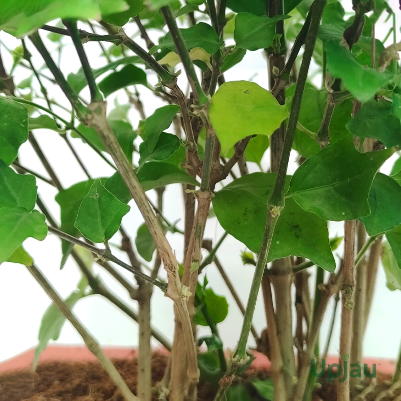 Morning Glory Jungle Theme - Bonsai - Image 2