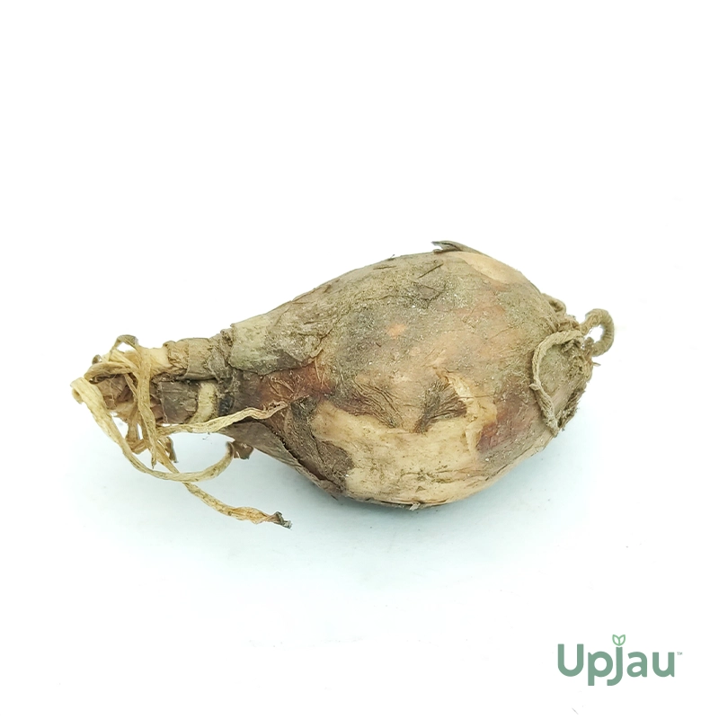 Nerine Pink Bulb - Image 2