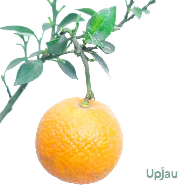 OR-PL-GR-04-3