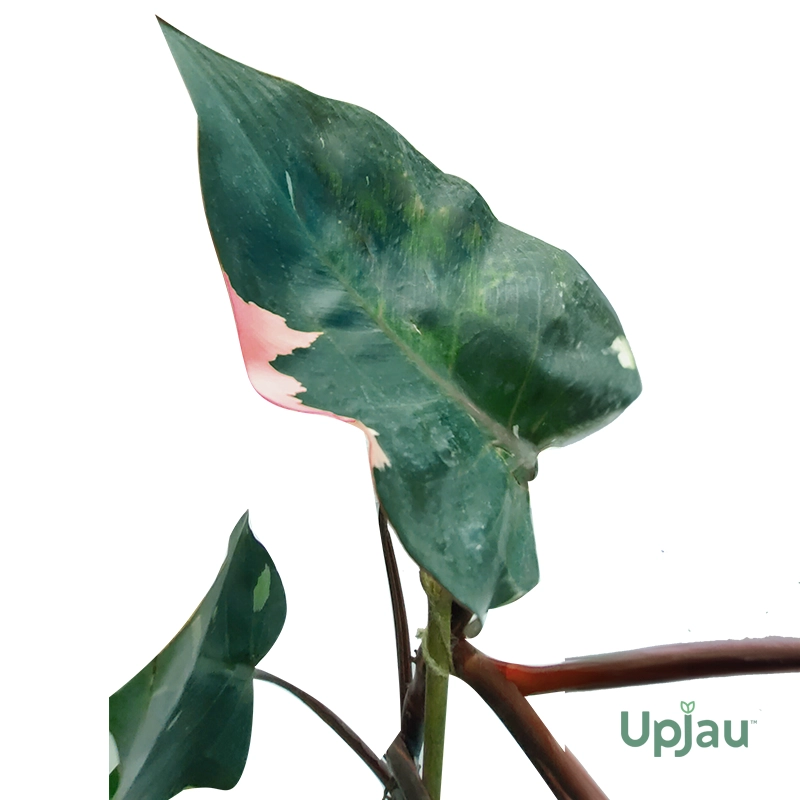 Pink Princess Philodendron (Large) - Image 3