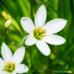 White Rain Lily Bulb
