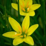 Rain Lily Yellow Bulb