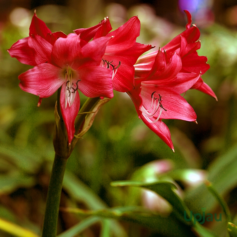 Red Crinum Lily
