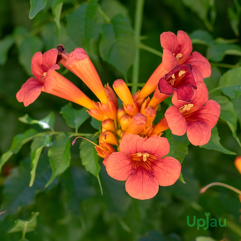 Orange Tecoma Plant