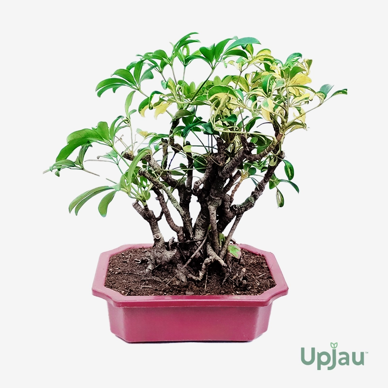 Umbrella Schefflera