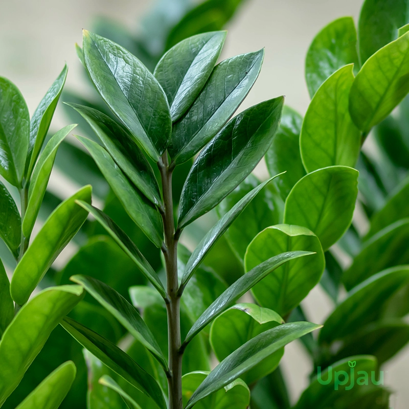 ZZ Plant / Zamioculcas Zamiifolia Plant - Image 3