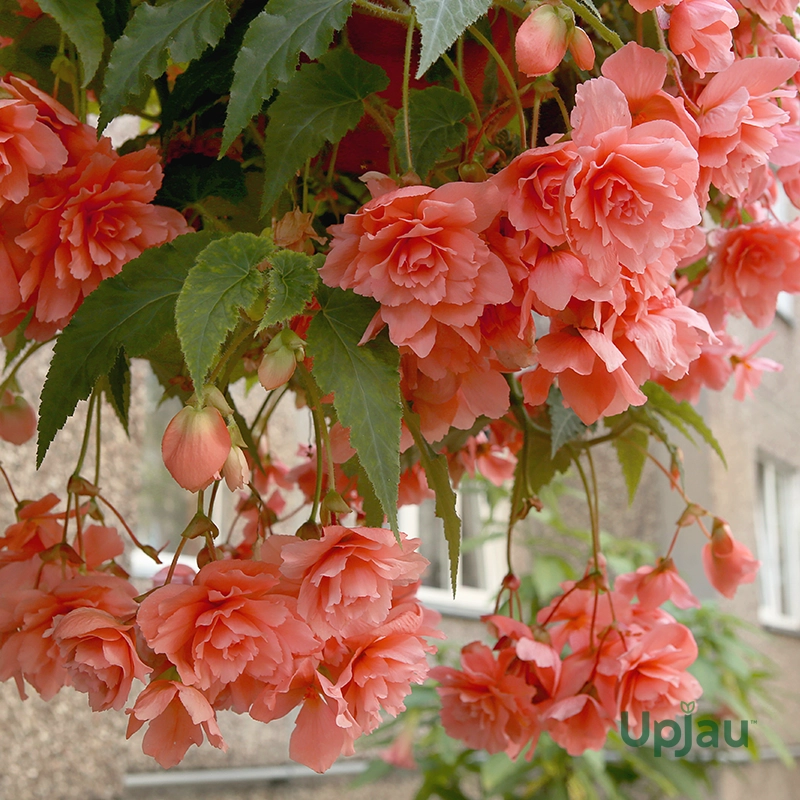 Hanging Begonia Mix Colour Bulb (Imported) - Image 4