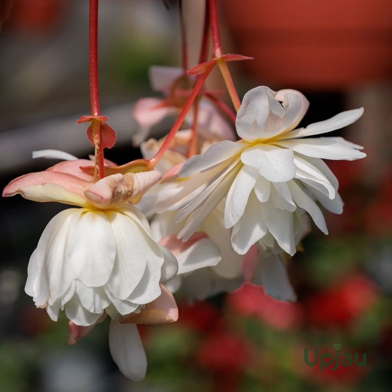 hanging-begonia-bulbs-online-india