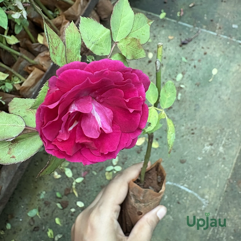 Kashmir Rose Plant - Image 2