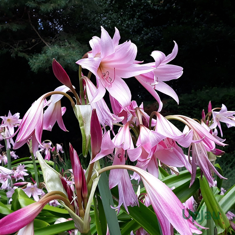 pink-crinum-lily