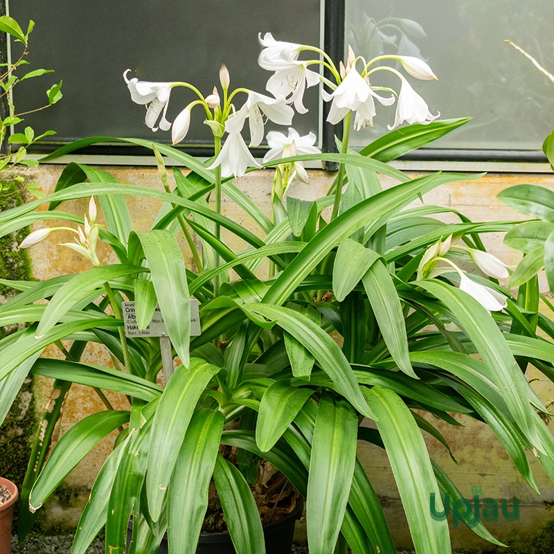 white-crinum-lily-bulb