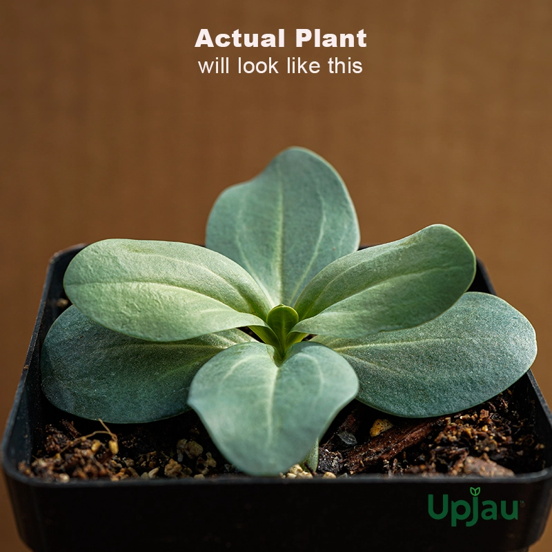 Green Lisianthus/Eustoma Green Plant Sapling (1pcs) - Image 2