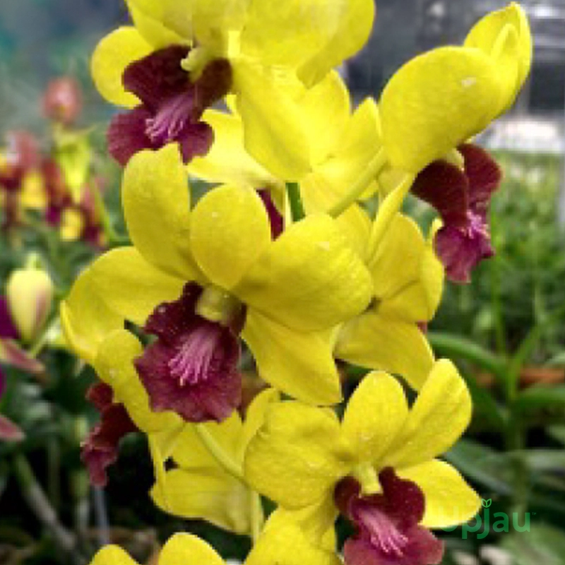 Dendrobium-Thongchai-Gold