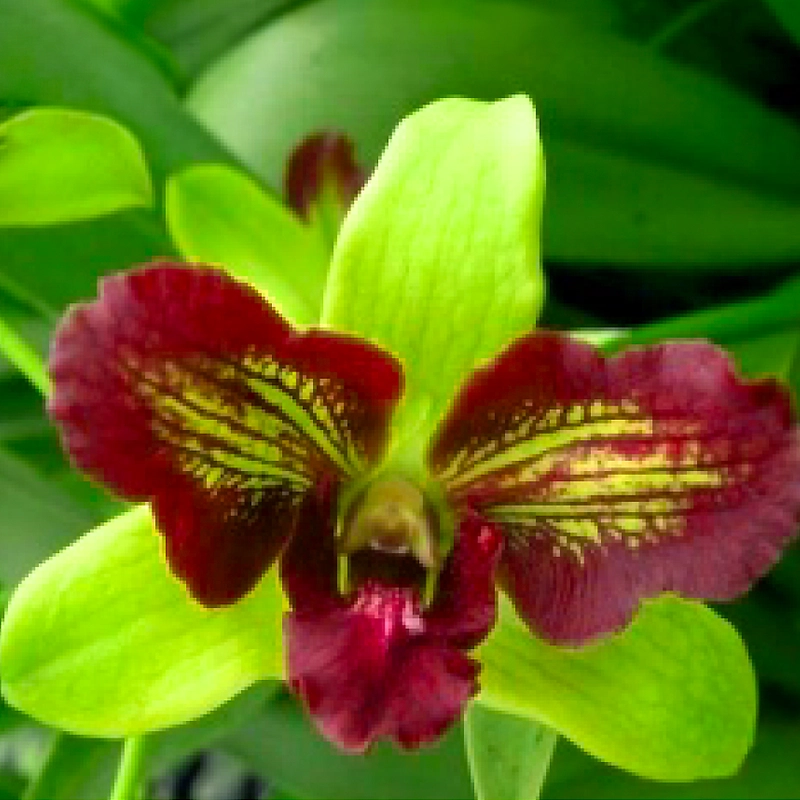 Orchid-Dendrobium-Aridang-3-Lip