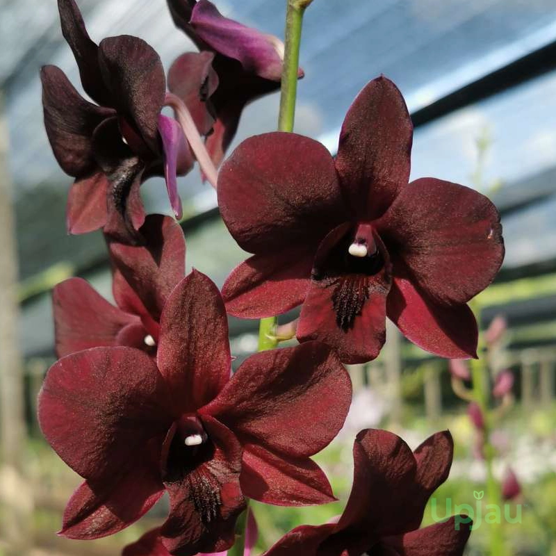Orchid-dendrobium-bom x udomsri