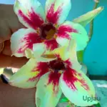 Adenium Kajol Grafted (Single Petal Yellow Red)