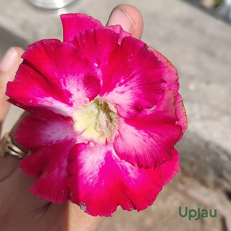 Adenium Kangana Grafted (Triple Petal Dark Pink) - Image 3