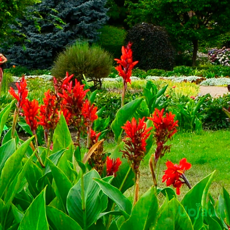 Canna Lily Red Bulbs - Image 3