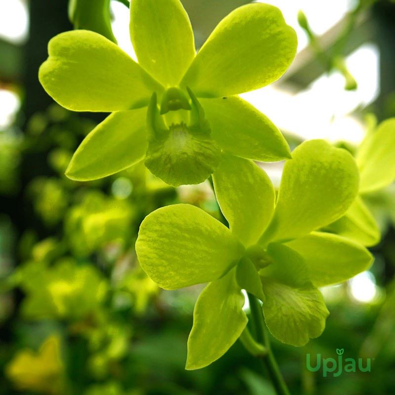 dendrobium-aridang-green-orchid