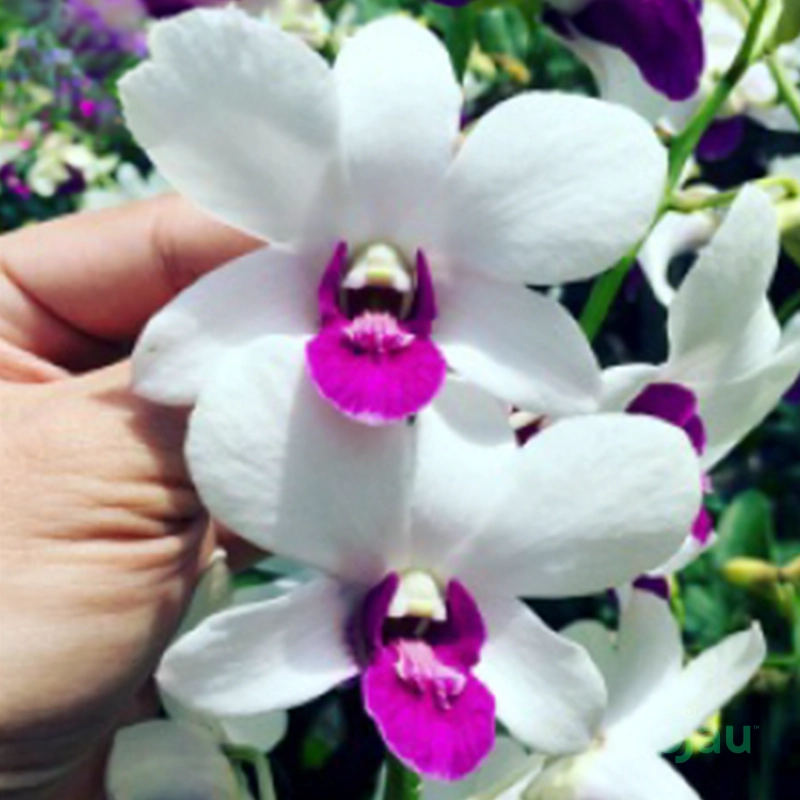 dendrobium-burana-charming