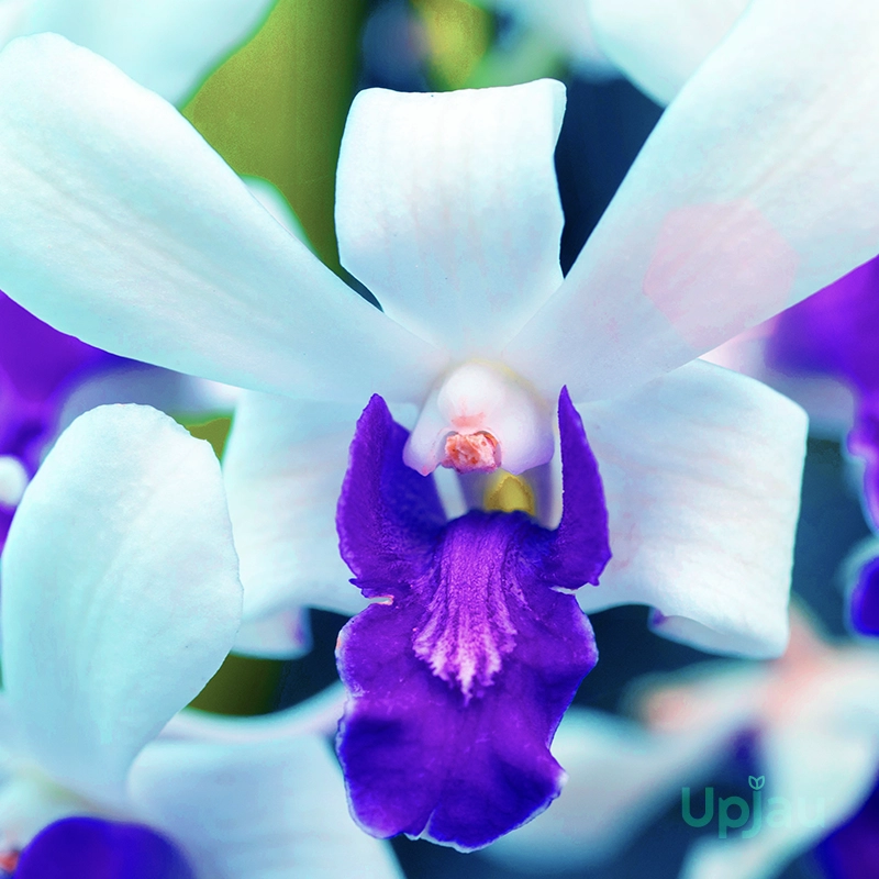 dendrobium-woon-leng-chao-phraya