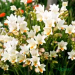 Buy freesia bulbs online India mix colour fragrant flower