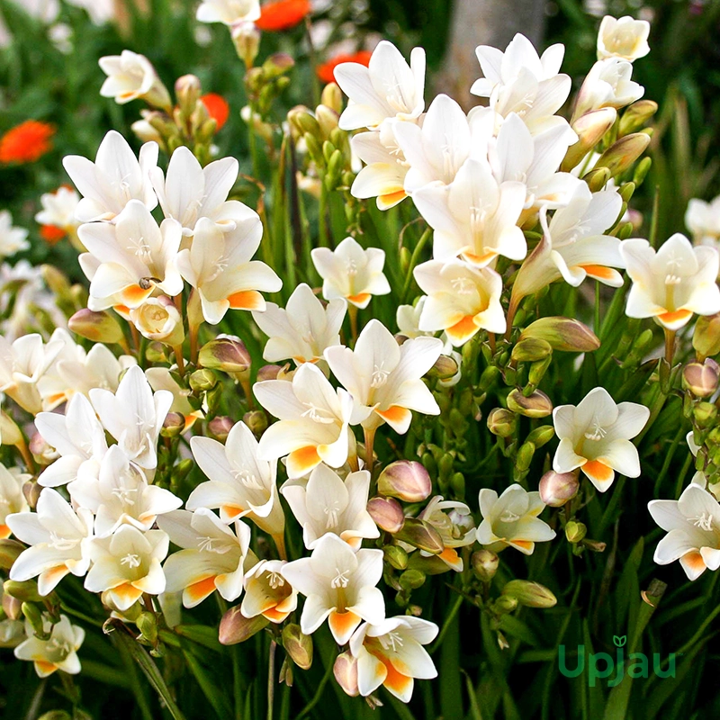 Buy freesia bulbs online India mix colour fragrant flower