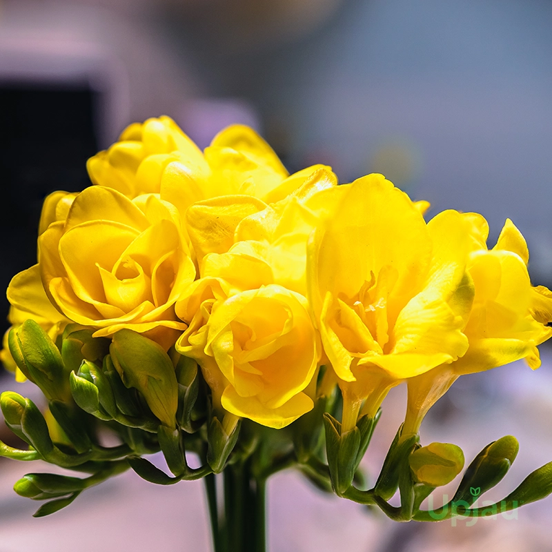 Freesia Bulb (Mix color) - Image 2