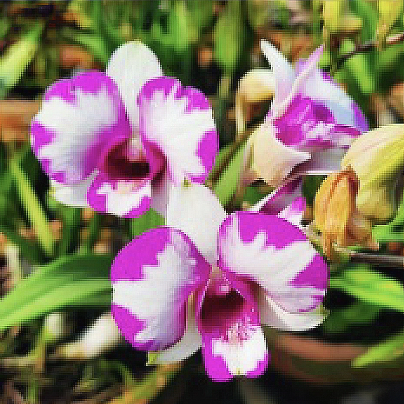 orchid-dendrobium-airy-lovely-splash