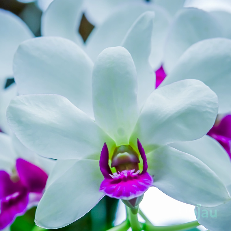 orchid-dendrobium-burana-charming