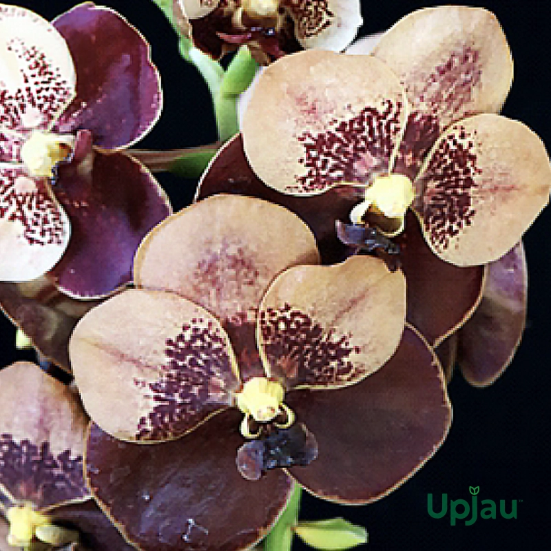 orchid-vanda-v-Jiraprapa-Davarak-Butterfly