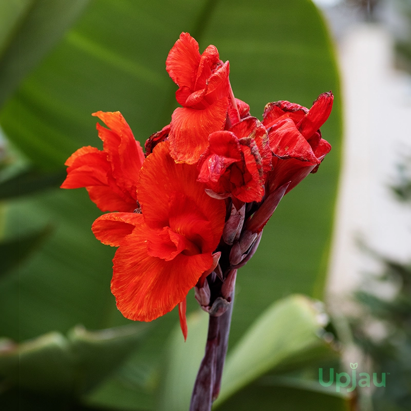 Canna Lily Red Bulbs - Image 2