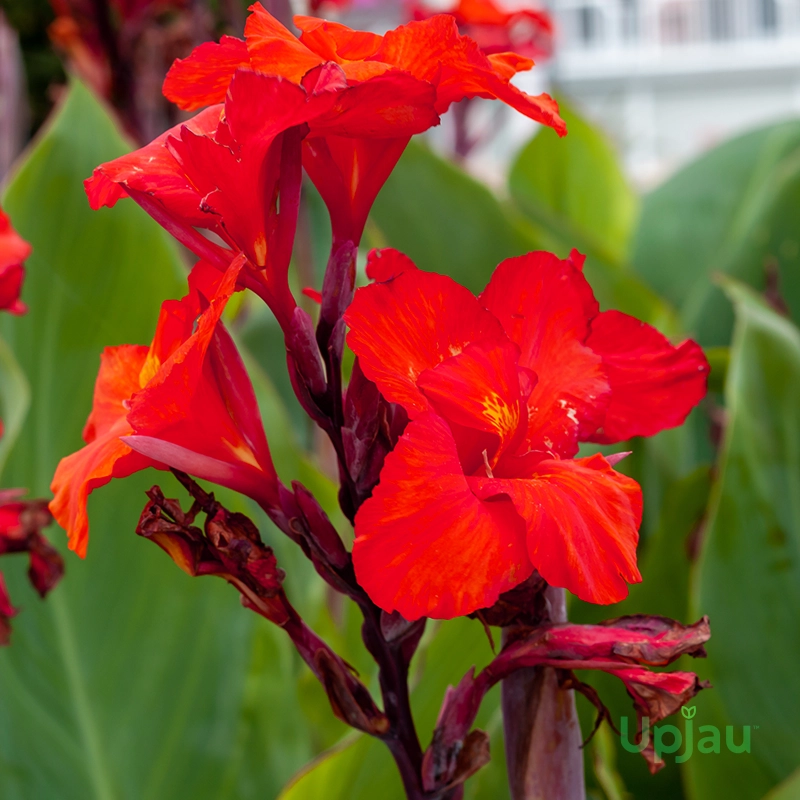 Buy Canna Lily Red Bulb online in India with bright red flowers and healthy planting bulb
