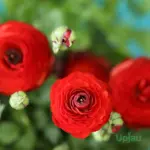 Close-up of red Ranunculus Buttercup flower with layered petals