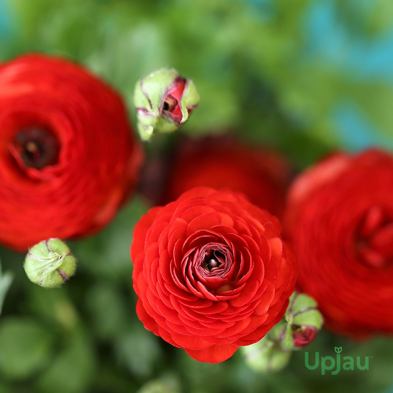 red-ranunculus-bulbs-online-india