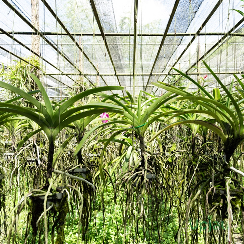 vanda-asctm-miniatum-orchid