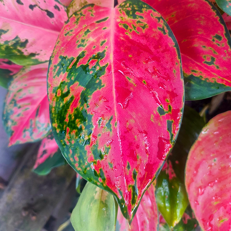 Aglaonema red