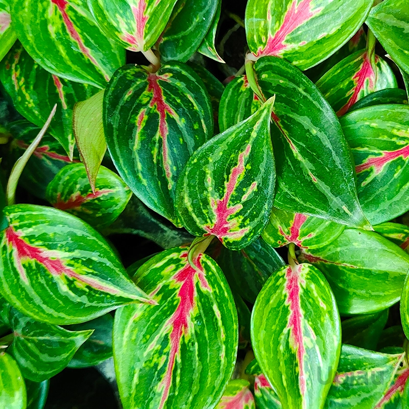 Aglaonema Plant Combo of 4 - Image 3