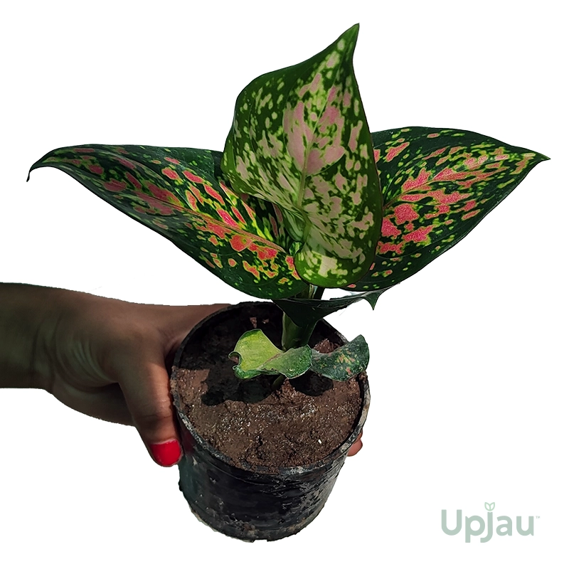 Aglaonema Plant Combo of 4 - Image 5