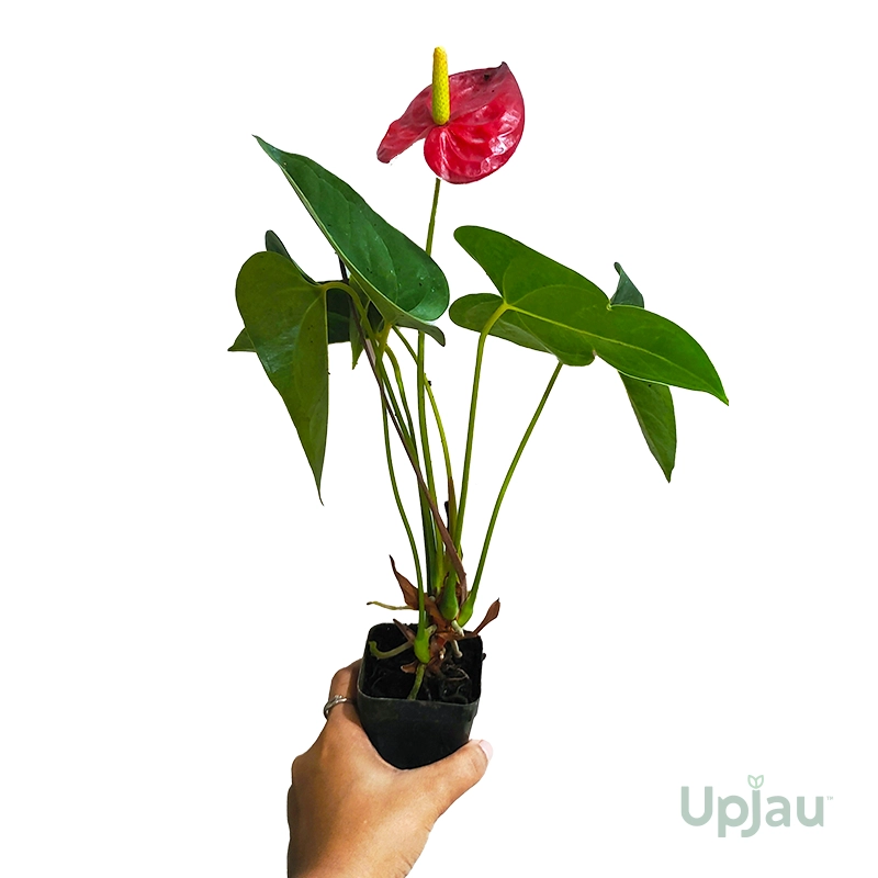 Anthurium