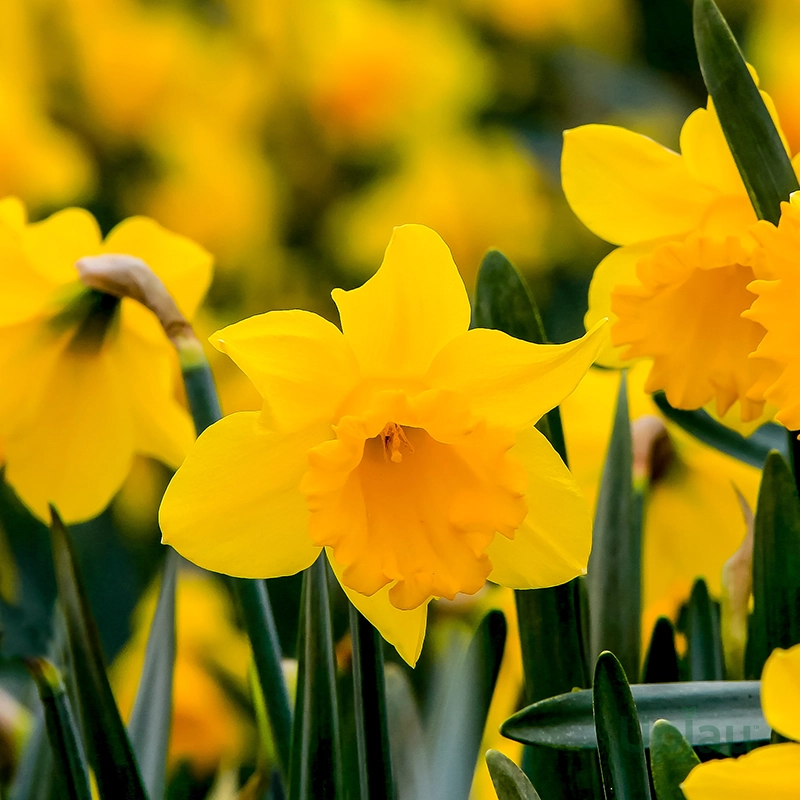 Buy daffodil yellow flower bulbs