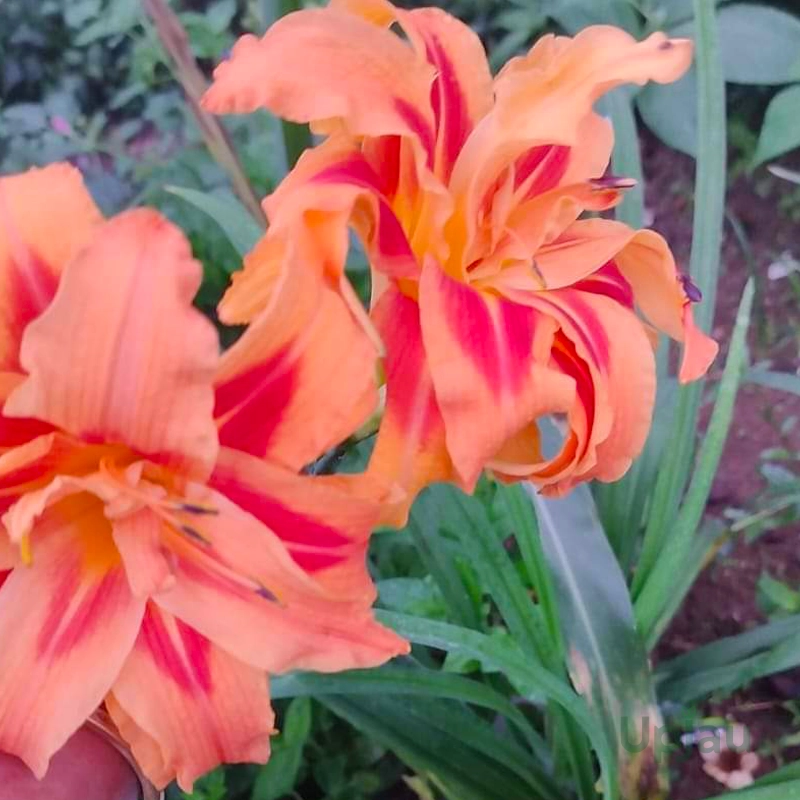 Day-lily-bulbs