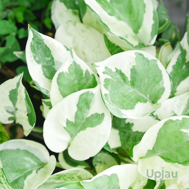 Enjoy Money Plant1