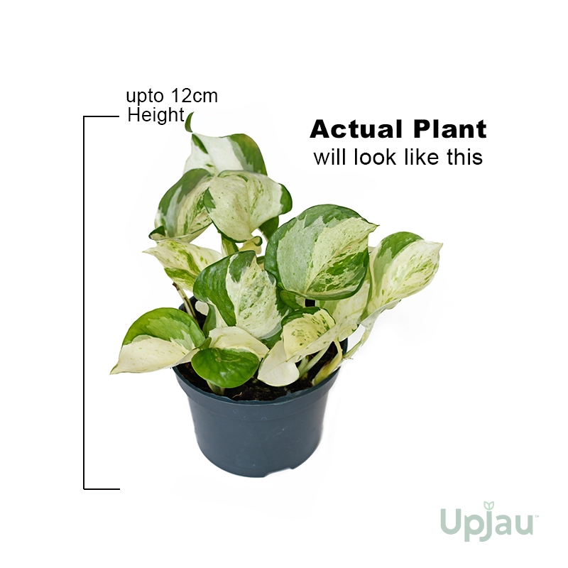 Money Plant / Pothos Combo of 6 - Image 5